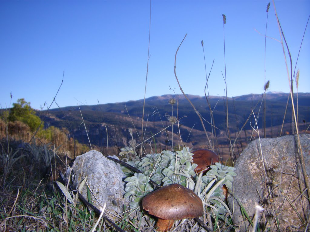 Setas "PAtas de Perdíz" by F.Javier  Espinosa