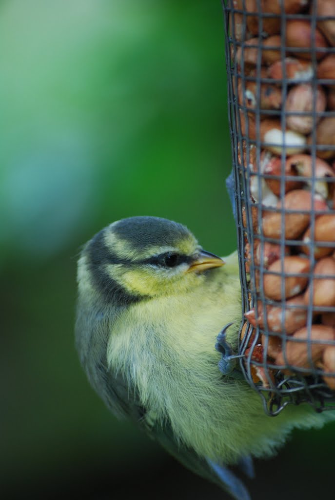 Baby Blue Tit by Christopher Gould