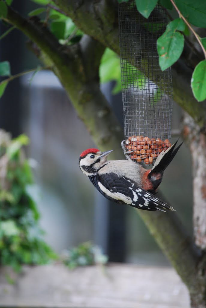 Baby Woodpecker by Christopher Gould