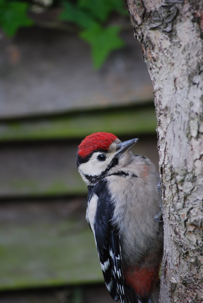 Baby woodpecker by Christopher Gould