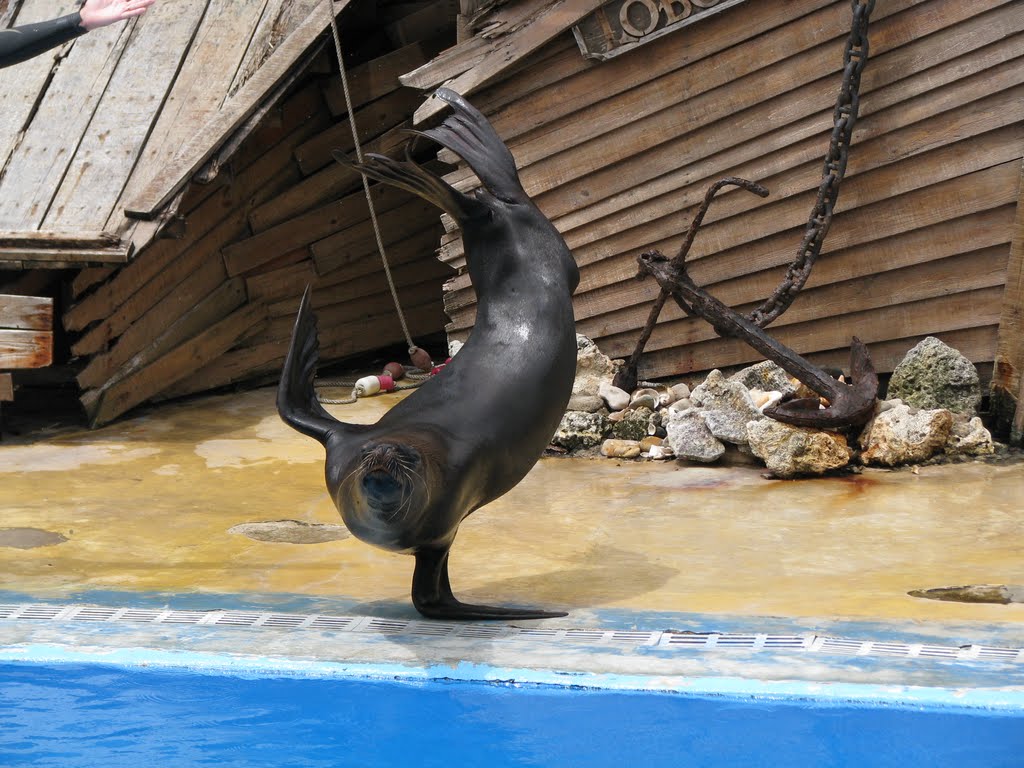 Acuario Nacional. Estanque de Leones Marinos by Pictory