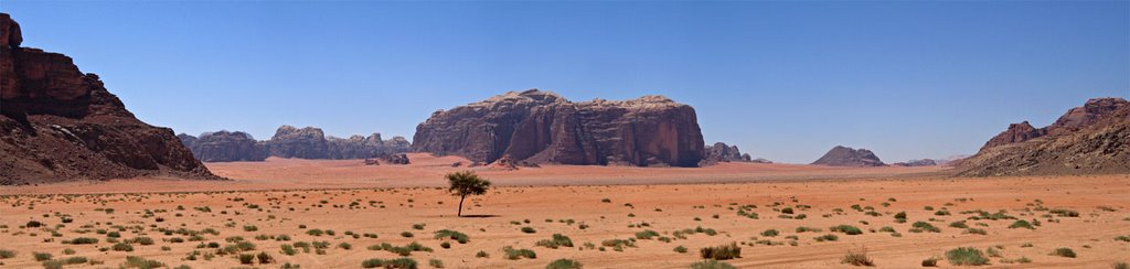 Wadi Rum - Tree next to Lawrence Spring by Giorgio Strumia