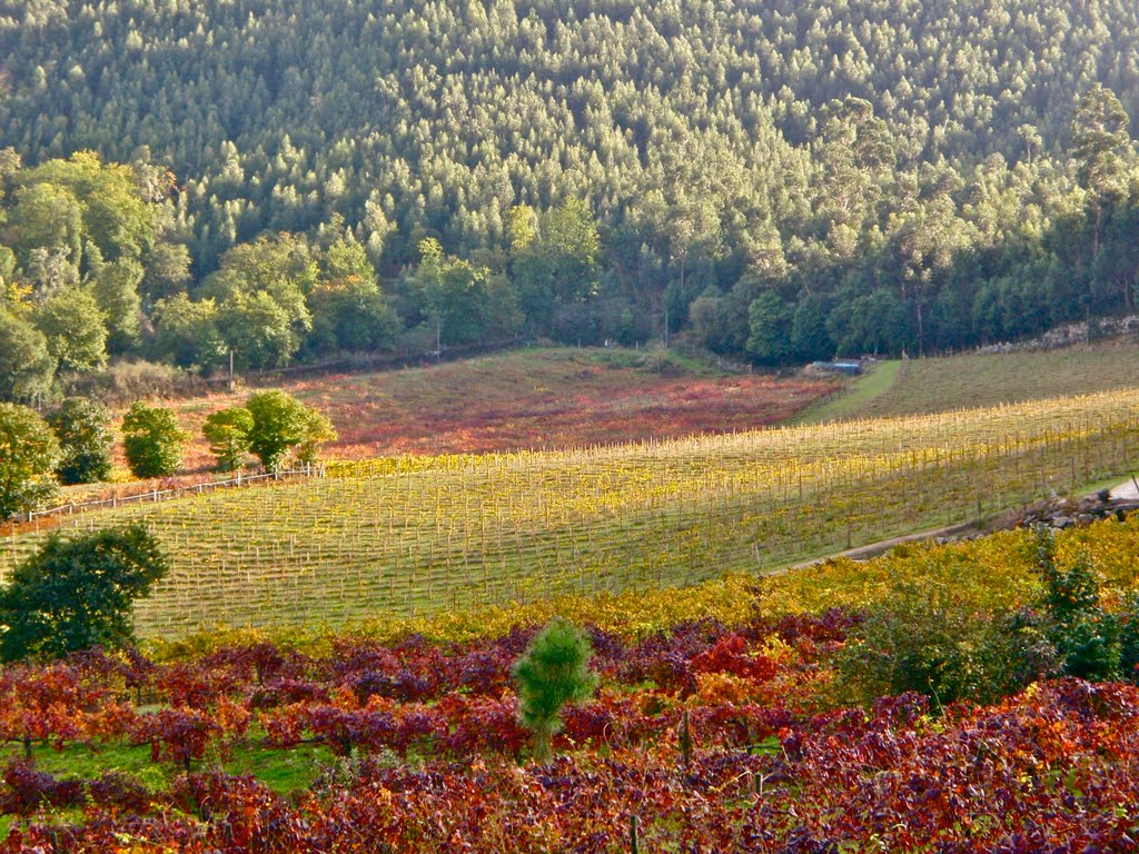 Cores do Outono by Guizel