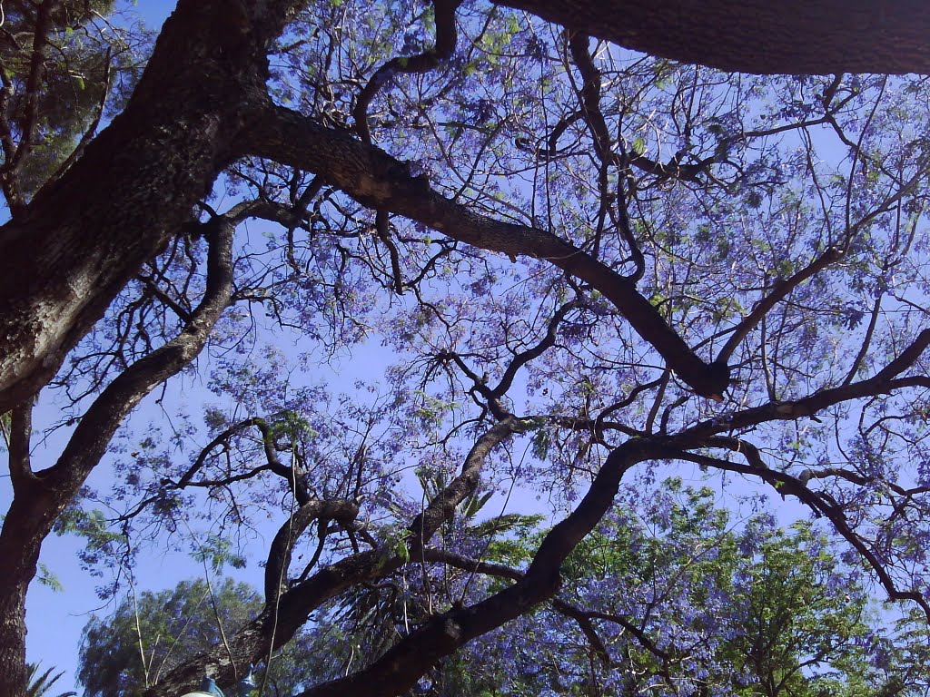 Argentina, San Luis, Plaza Pringles, Jacarandá by Carlos Linder