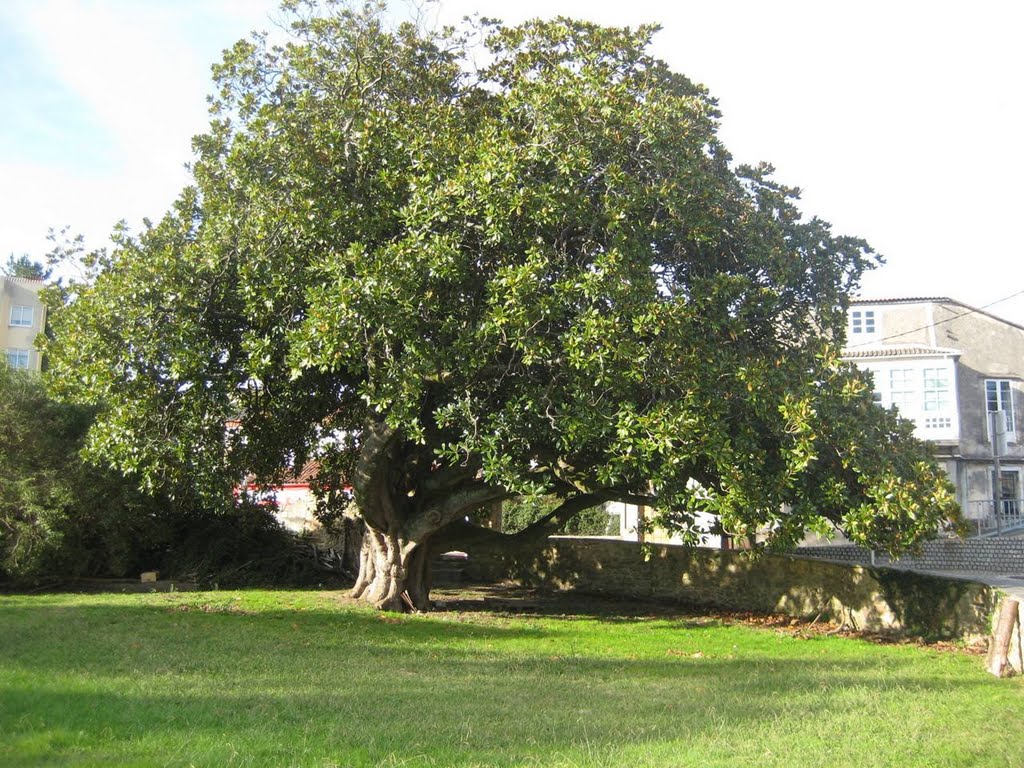 Magnolio centenario de Narón. by La Casa del Chiflón (Bulnes)