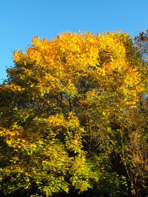 JESMOND DENE ARMSTRONG PARK by Tyne Decca