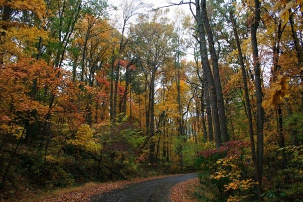 Millwood Lane in The Fall by walter chris