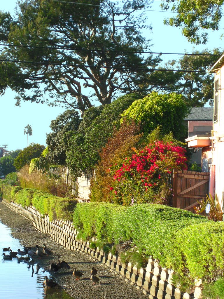 Venice Canals by jean serran