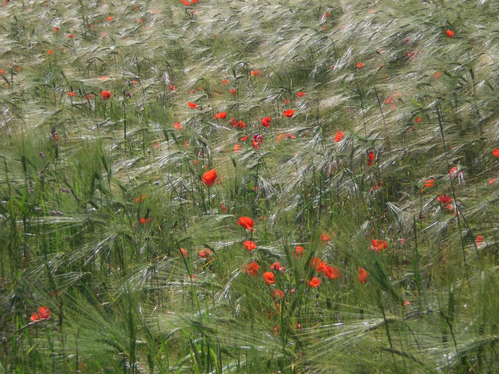 Sommerspaziergang in Salzburg 2009 by Martin Delker