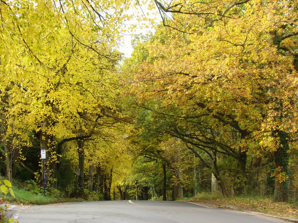 Lime trees in autumn splendour on Rivelin Valley Road near the junction with Hagg Hill, Sheffield S6 by sixxsix