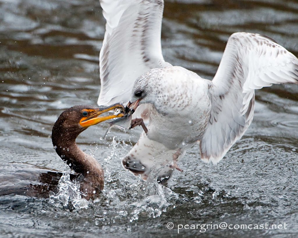 Tug-O-Shad, USA by peargrin