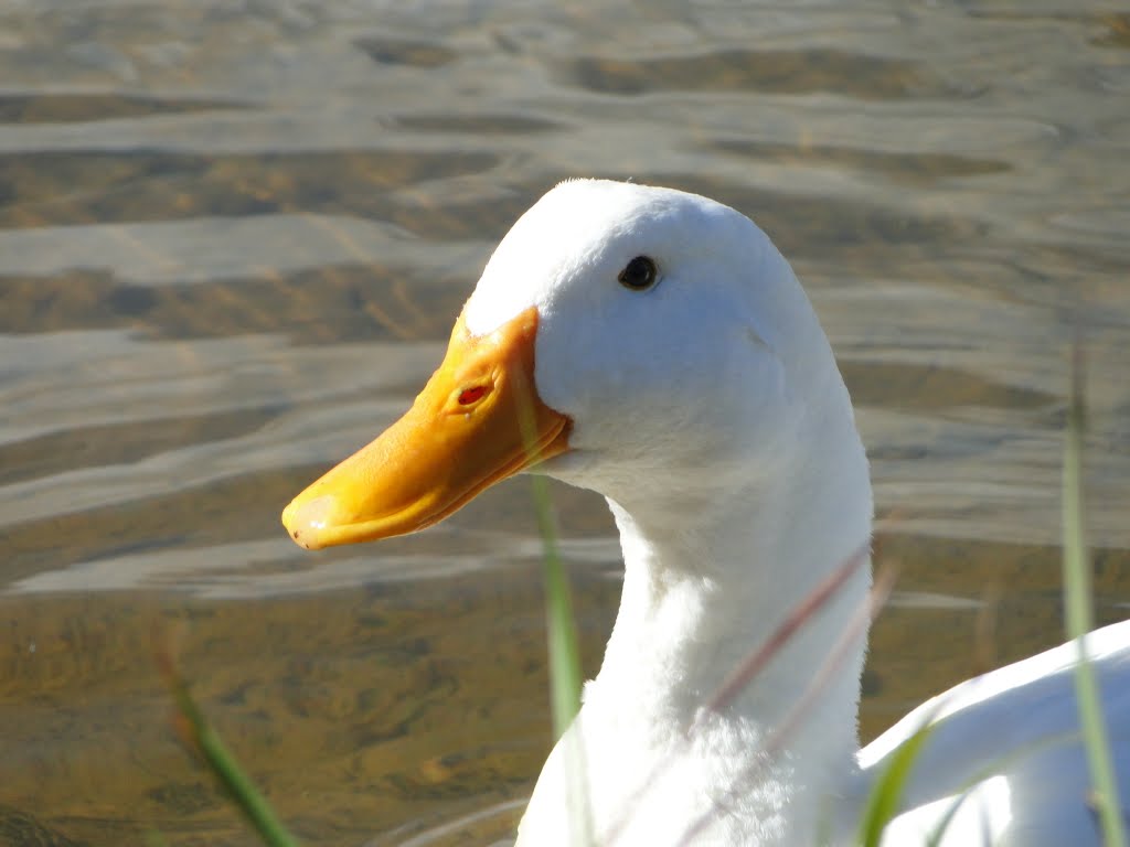 Pato sério no Jardim do Lago by Alexandre Kauer de B…