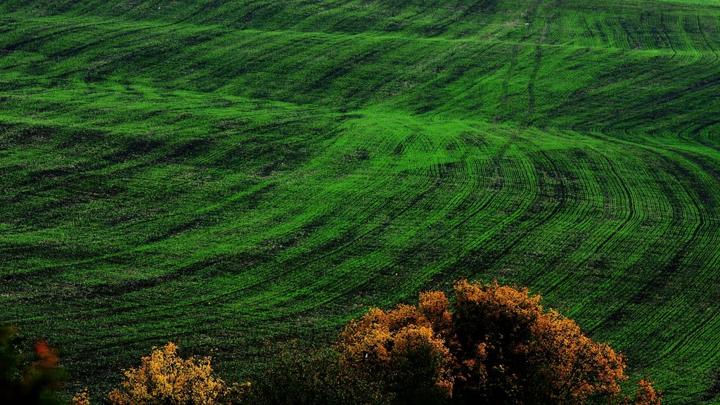 Green vs.Autumn by Marty 40d