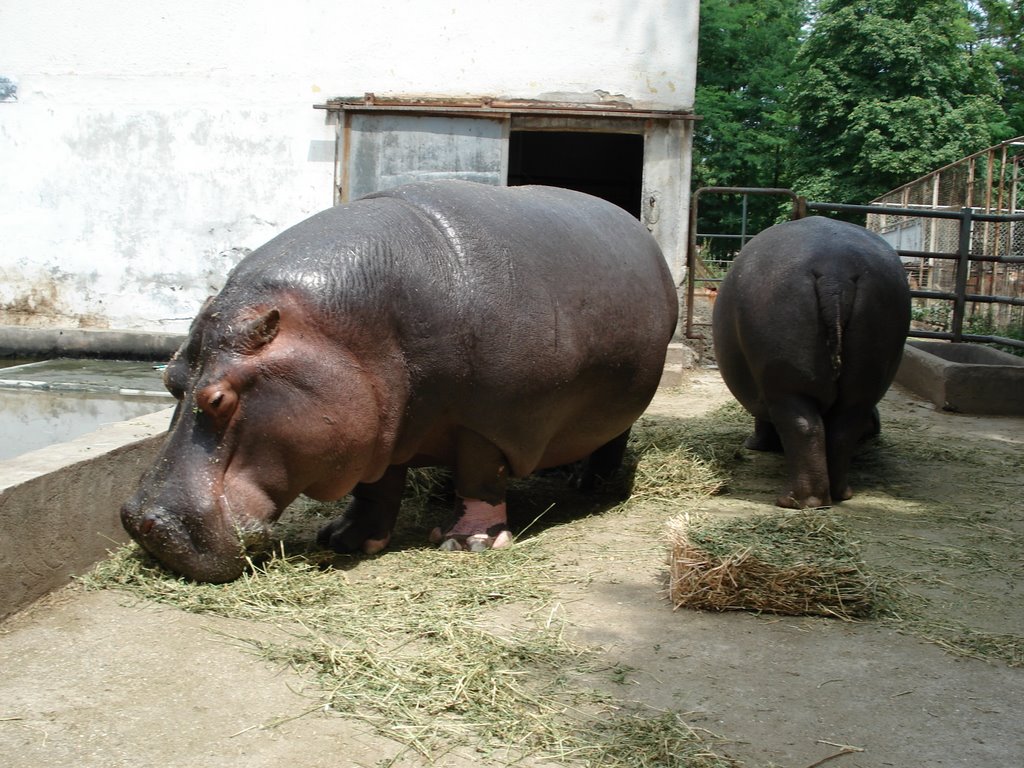 ZOO Skopje by Toni Nikolovski