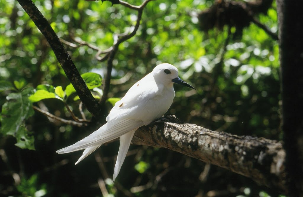 Fairy Tern (Goëlette) by psigwalt