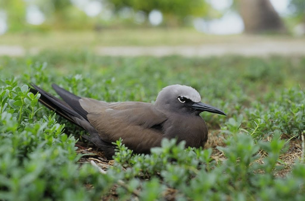 Brown Noddy, breeding on the ground. by psigwalt