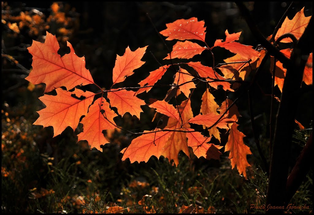 Dąb czerwony jesienią - The oak red by Joanna Górnicka (Arn…