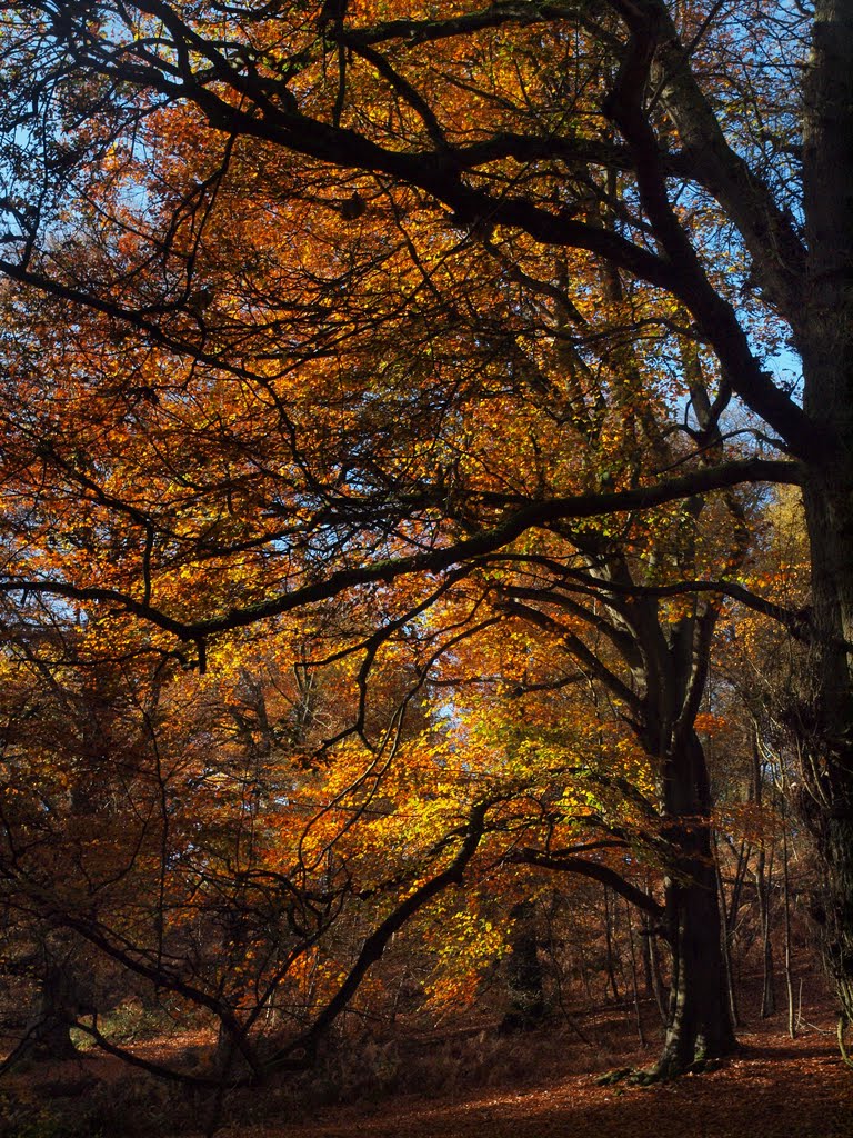 Woods Kinver by Tim Gardner