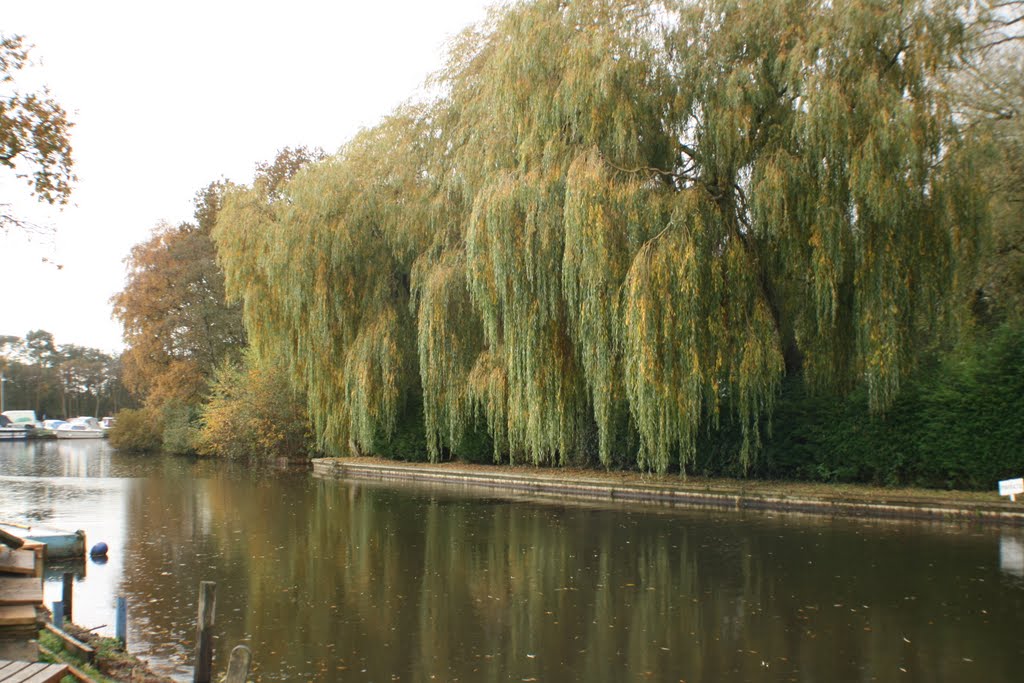 Weeping Willows by keepclicking