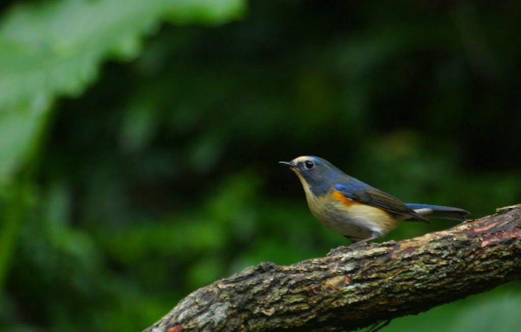 藍尾鴝 Northern Red-flanked Bluetail by Adelante