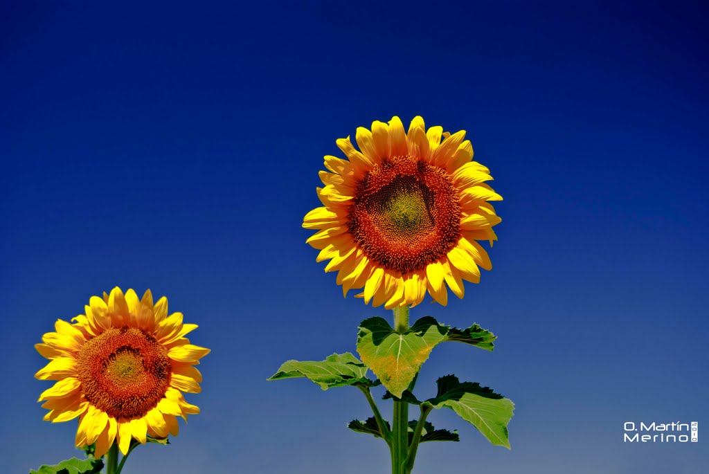 GIRASOLES EN ALAEJOS by Oscar MARTIN MERINO