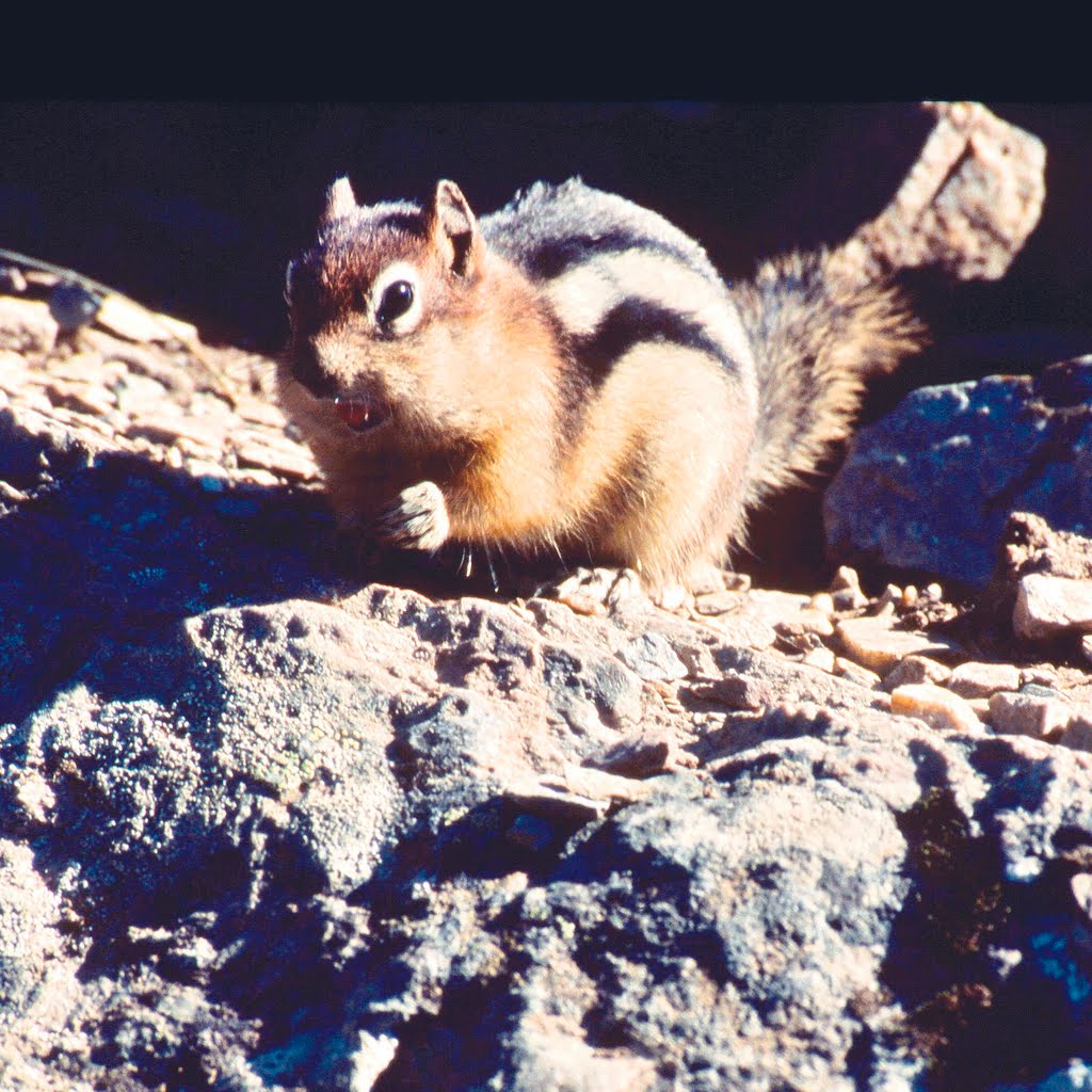 Golden Manteled Ground Squirrel (TR) by Thomas Rommel