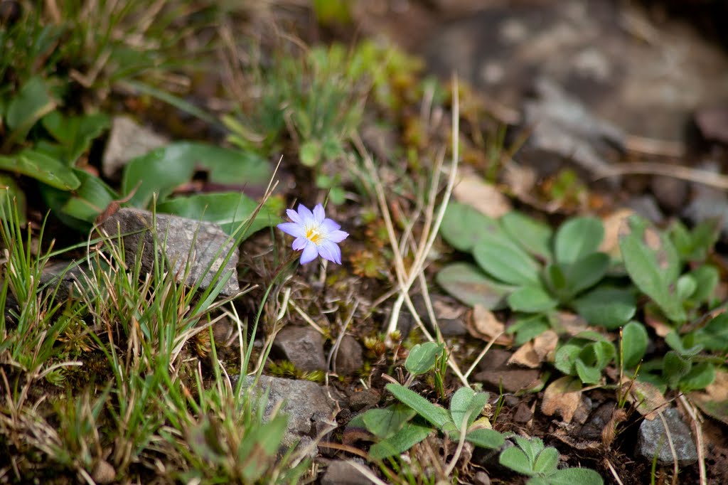 Small Flower in Yak Meadow by waynebrink