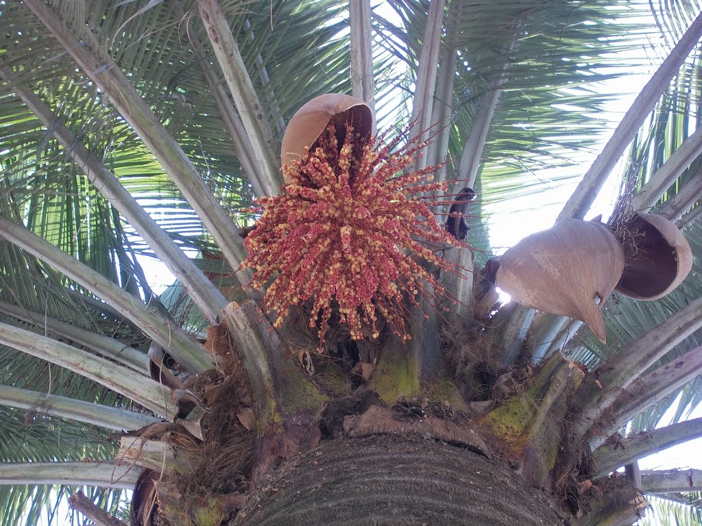 Jubaea Chilensis en el Parque Quinta Normal by pablolarra77