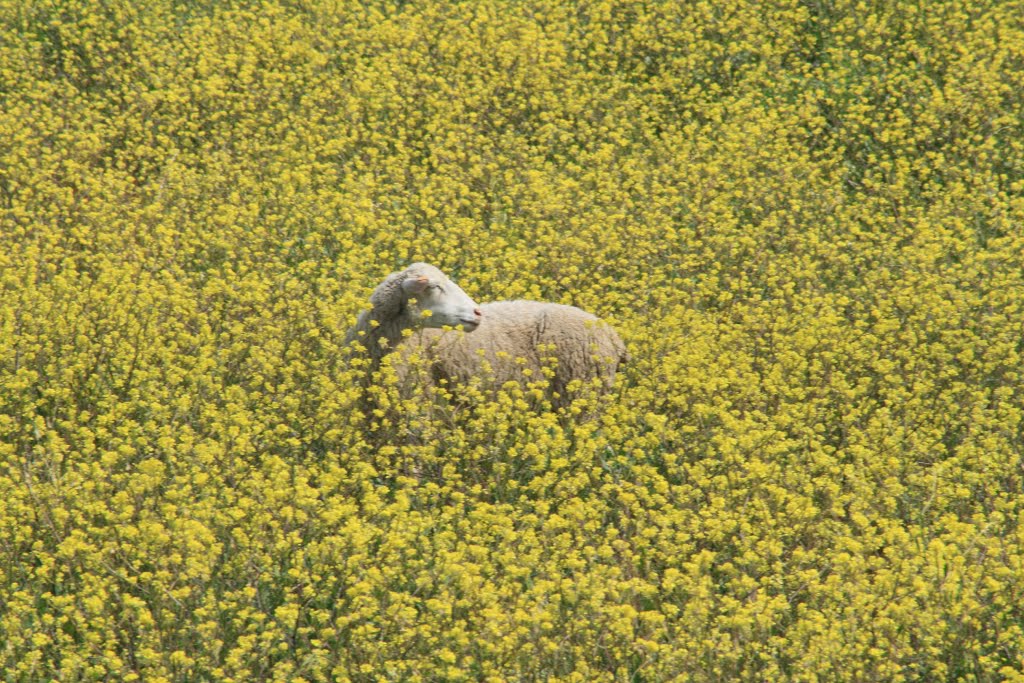 Lone Sheep by Brian Burnett