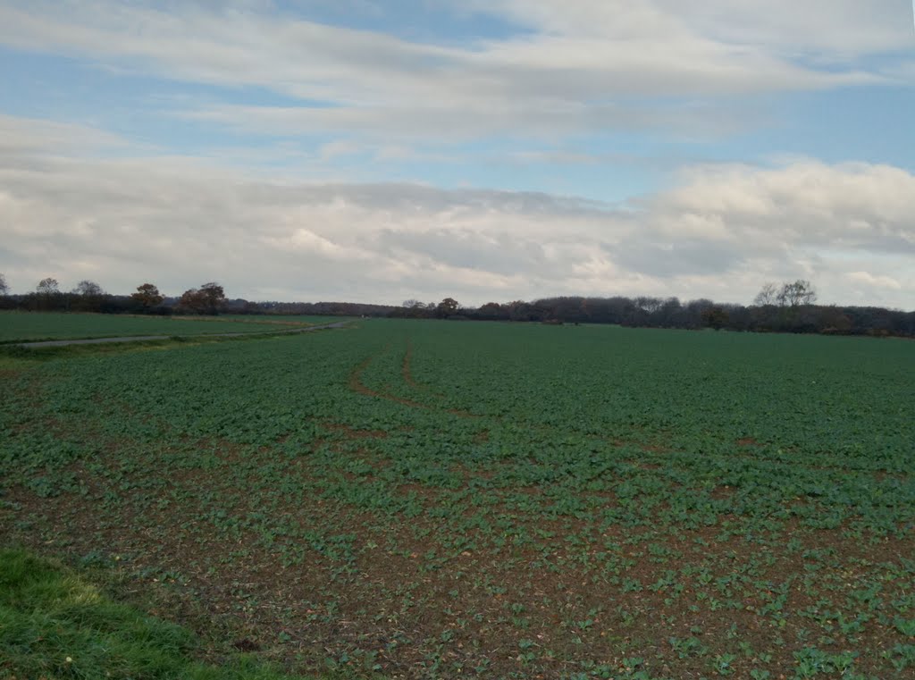 Fields by Charlton-on-Otmoor 2 by John McManigle