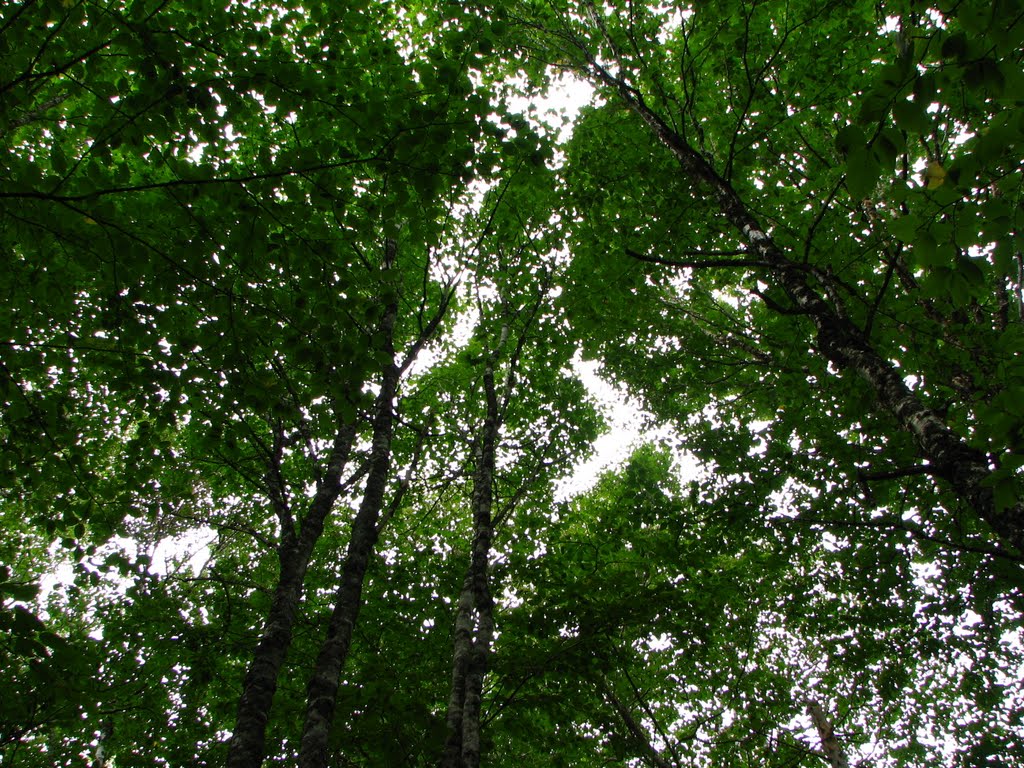 A stand of birch trees at Green Gables by mlhutch9218