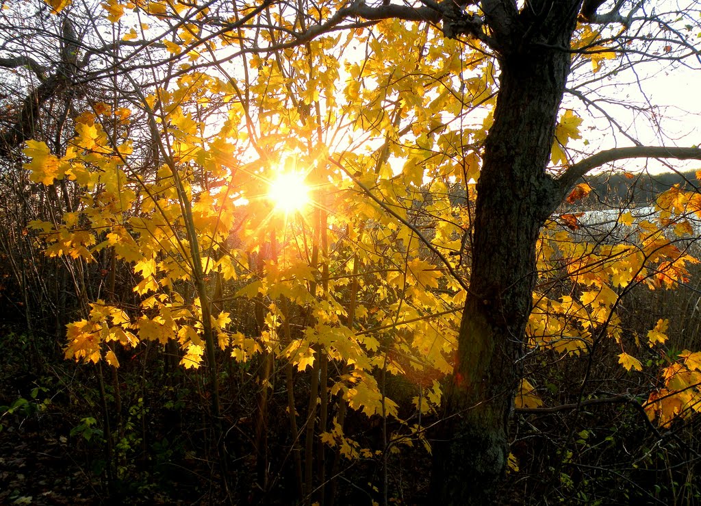 Autumn's last leaves still left in the trees 1:2 by SuMaKa