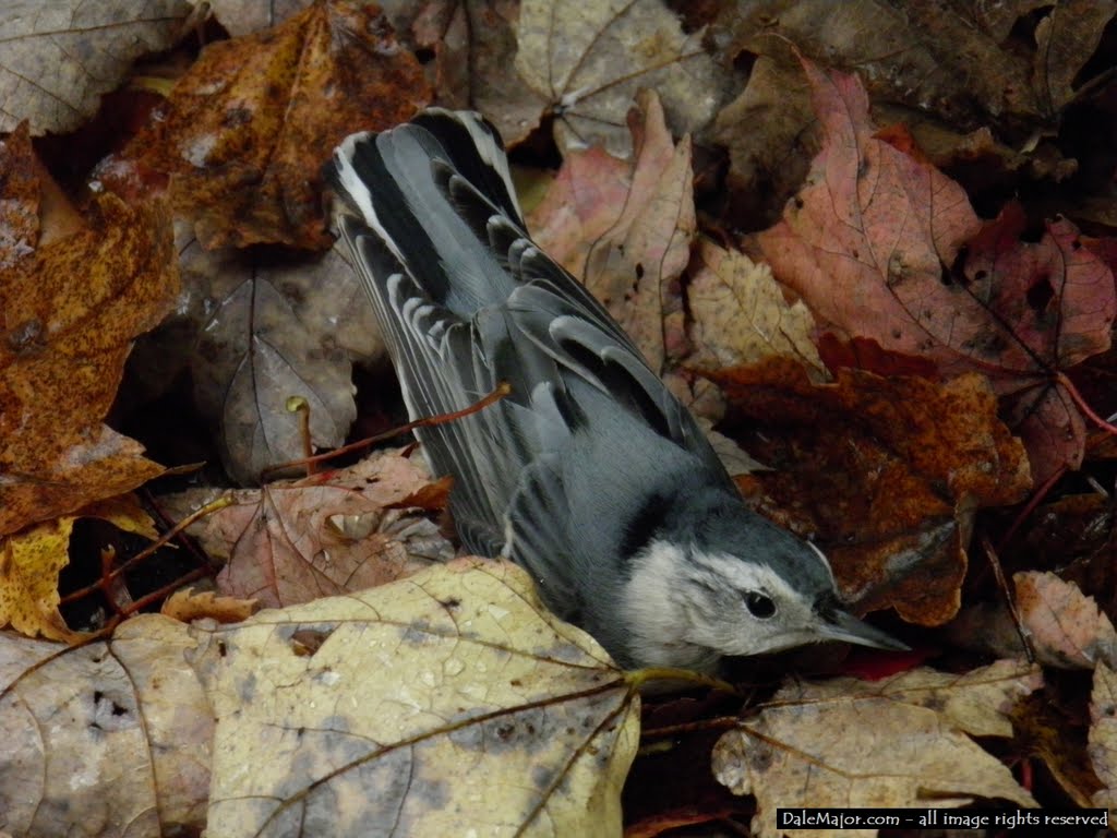 Nuthatch, Glade Mills, PA by Dale Major