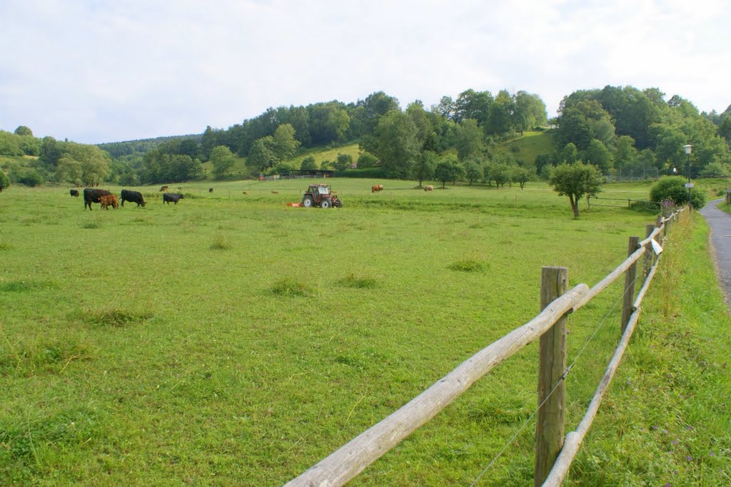 Meadows, Leimbachstrasse, Bad Orb by axel-d