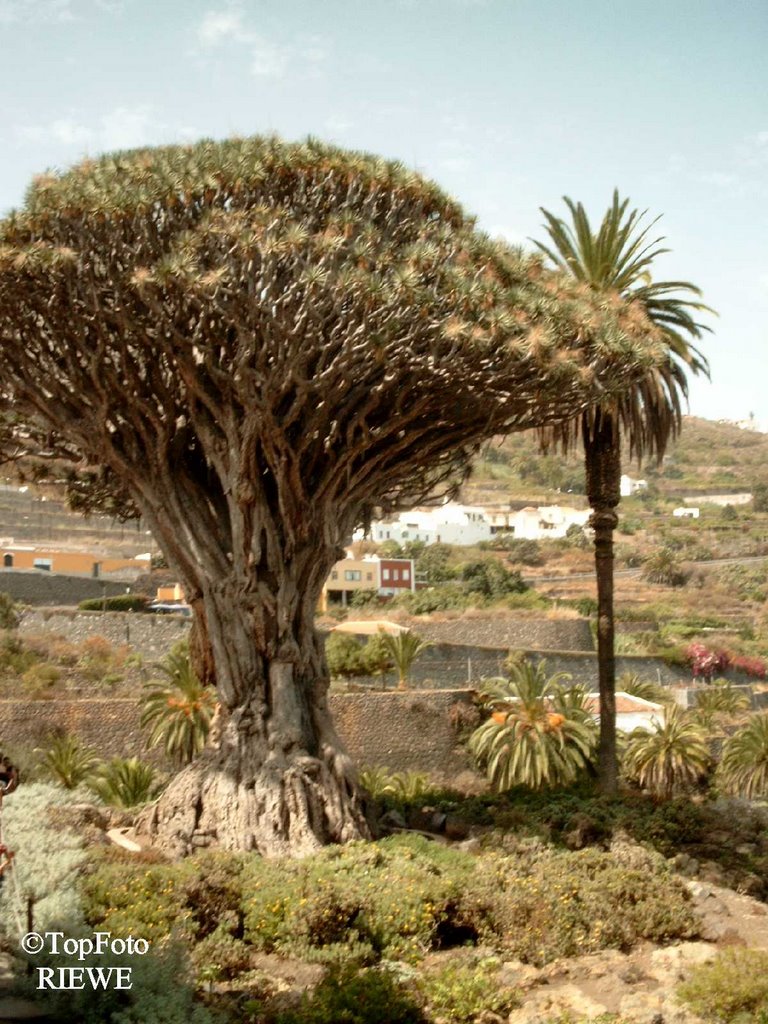 *Teneriffa, Icod de los Vinos, Drachenbaum by TipFoto