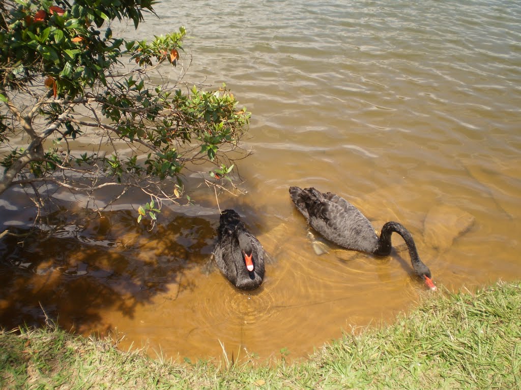 Cisnes Parque do Carmo by josy manzano