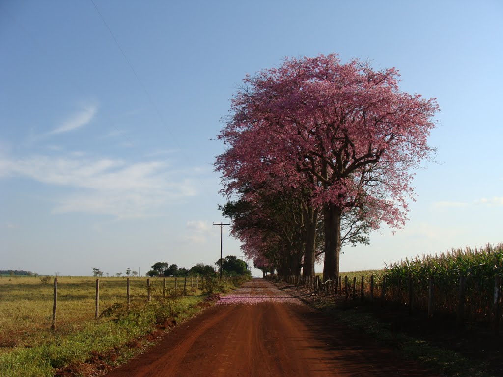 As paineiras floridas na estrada vicinal no Distrito de Vila Vargas - Dourados - Mato Grosso do Sul - Brasil by Paulo Yuji Takarada