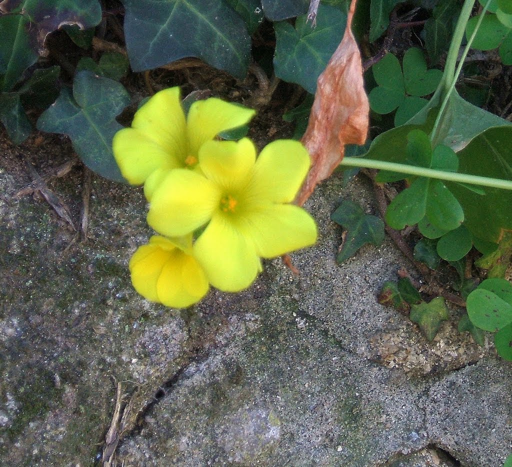 Chuchamel (Oxalis pes-caprae) by Soledad Seoane