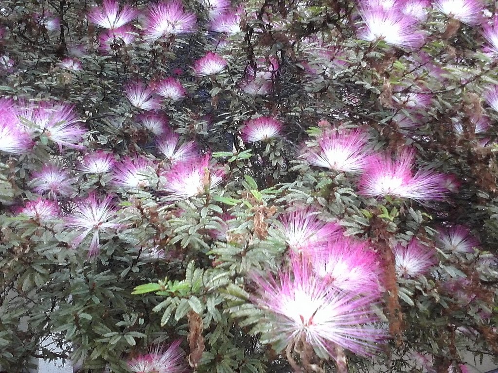 Flores do condomínio Santos dumont (portuguesa-ilha) by Lucas Darcilio