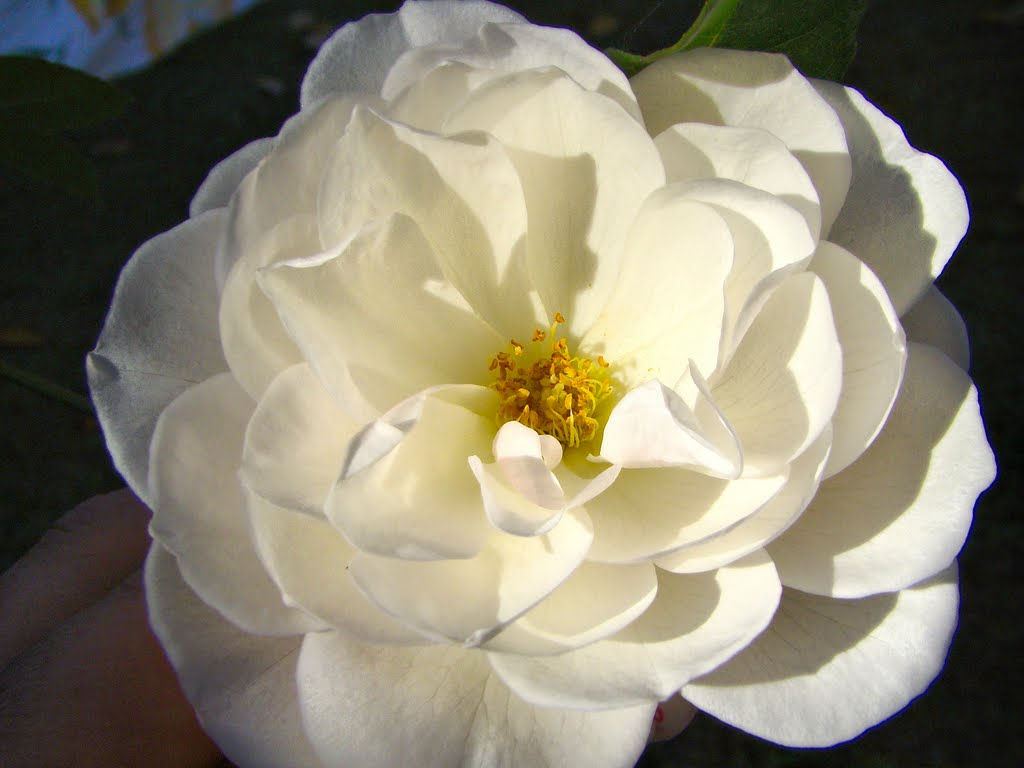 My mothers autumn white roses by Ahmet Bekir