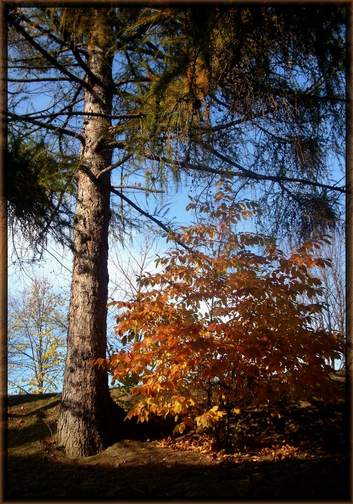 AUTUMNAL BEAUTY by dana ciszewska