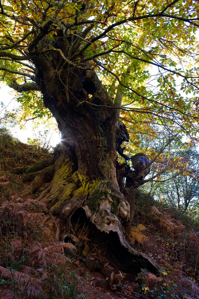 Árbol by carlos_