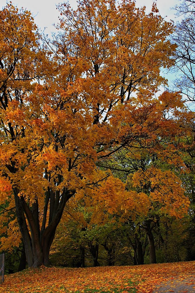 Herbstfarben: orange by H-P-S