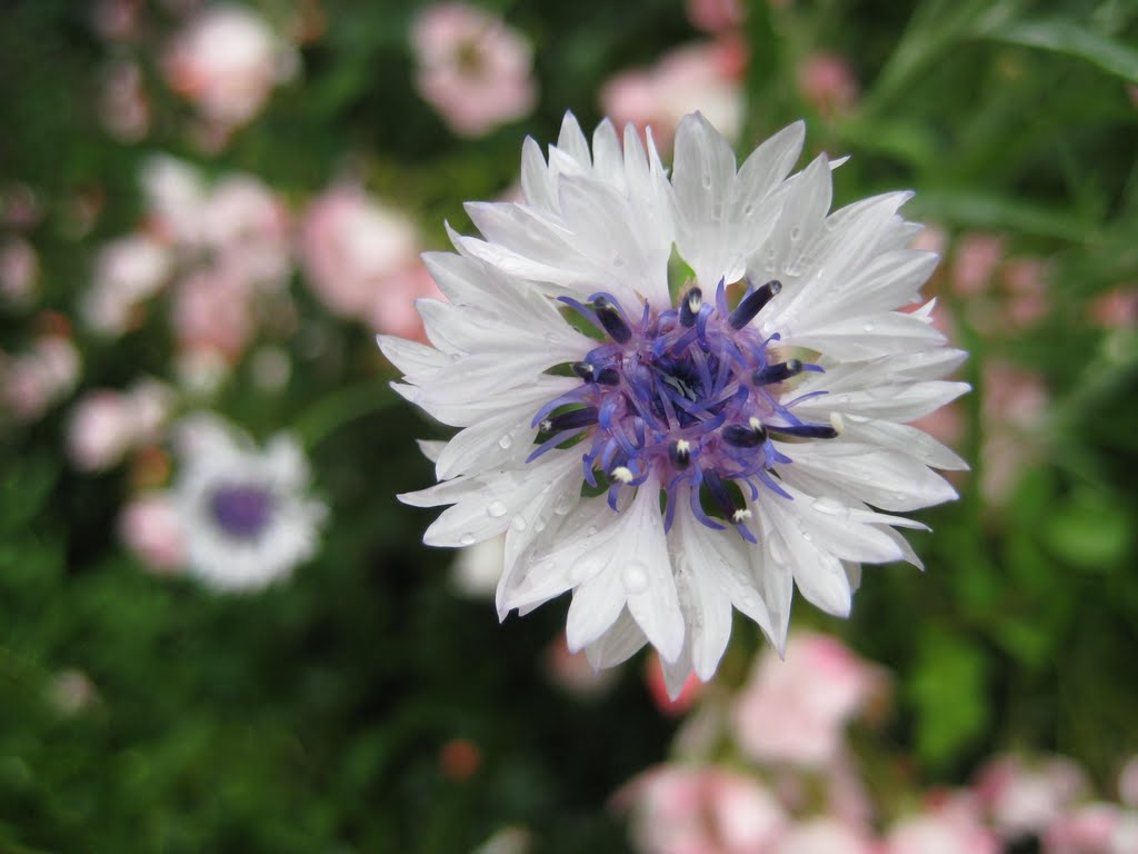 Brooklyn Botanic Garden by ec yew