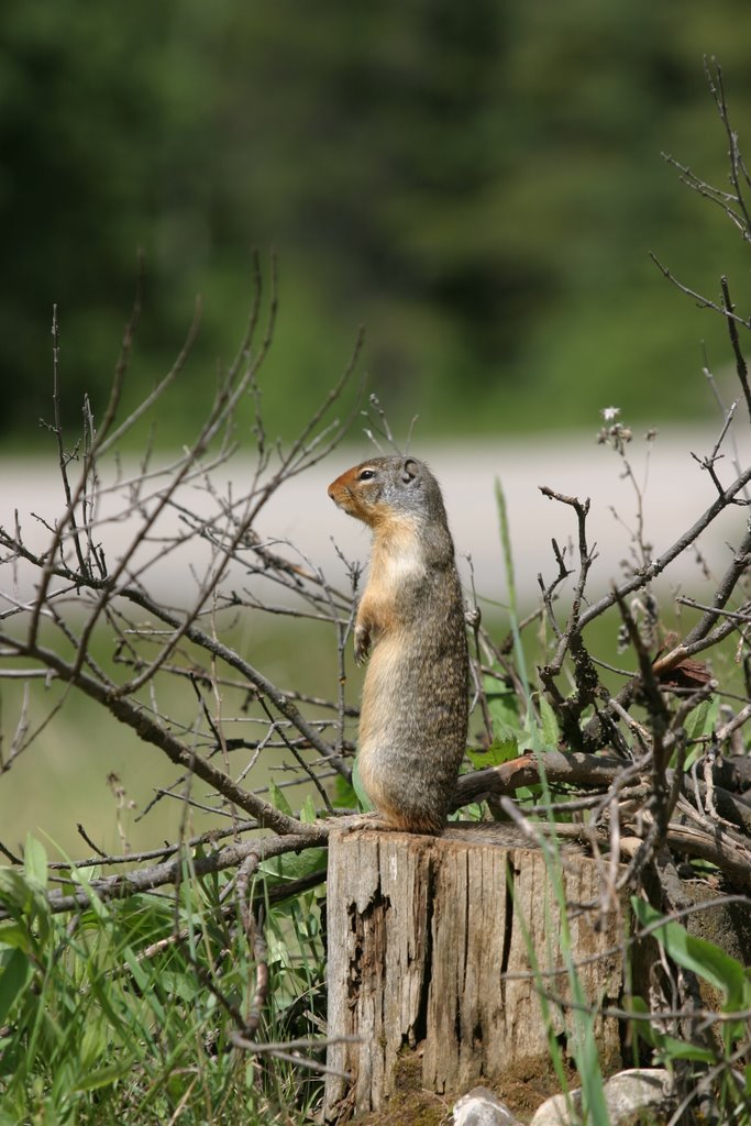 Prairie Dog by n8ambula