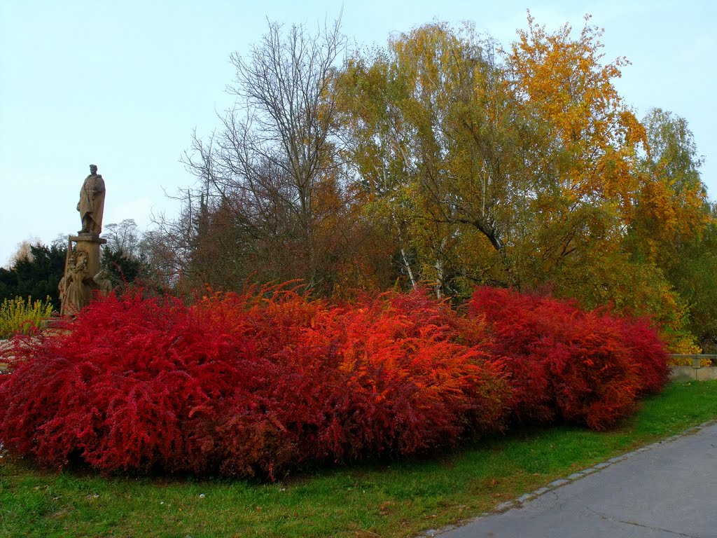 Bush on the road -Keř u cesty by HonzaM