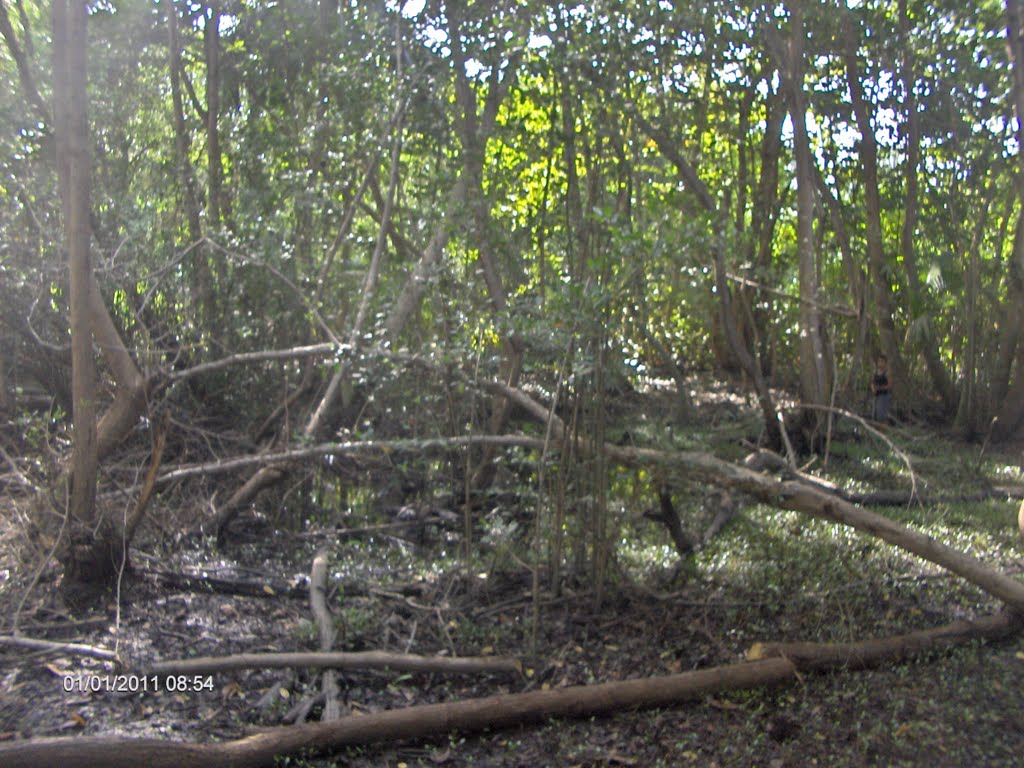 Manglar by Mauricio “Mao” River…