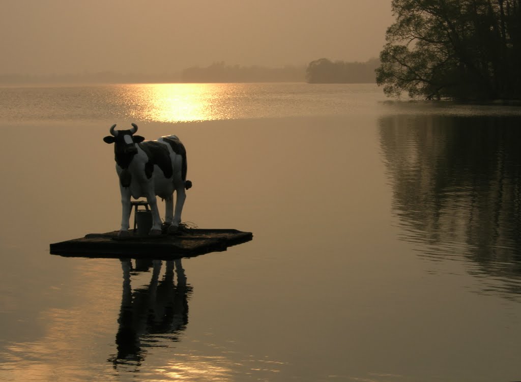 Dieksee: Sonnenuntergang mit Seekuh by Bernd Magiera