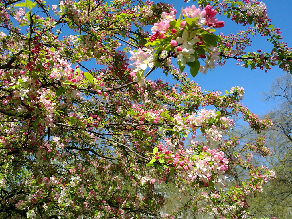 Cherry blossom by Elise Korolev