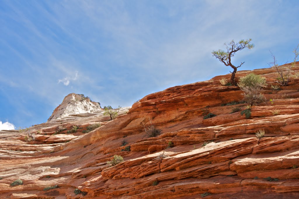 Lonely Tree in Utah by Maxey